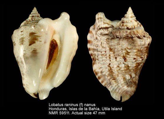 Lobatus raninus (f) nanus (4).jpg - Lobatus raninus (f) nanus (Bales,1942)
